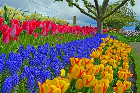 fondo de pantalla de la primavera|imagenes de fondo de primavera.